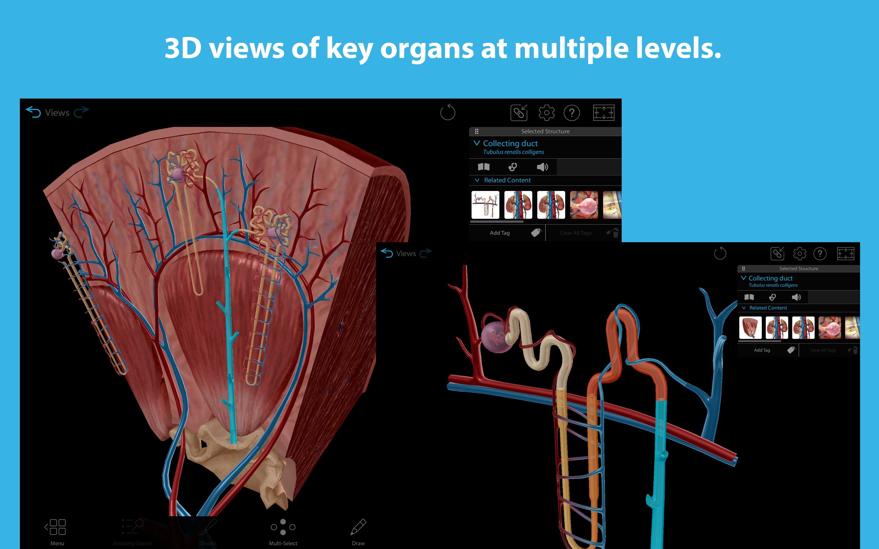 Human Anatomy Atlas 2024: Complete 3D Human Body