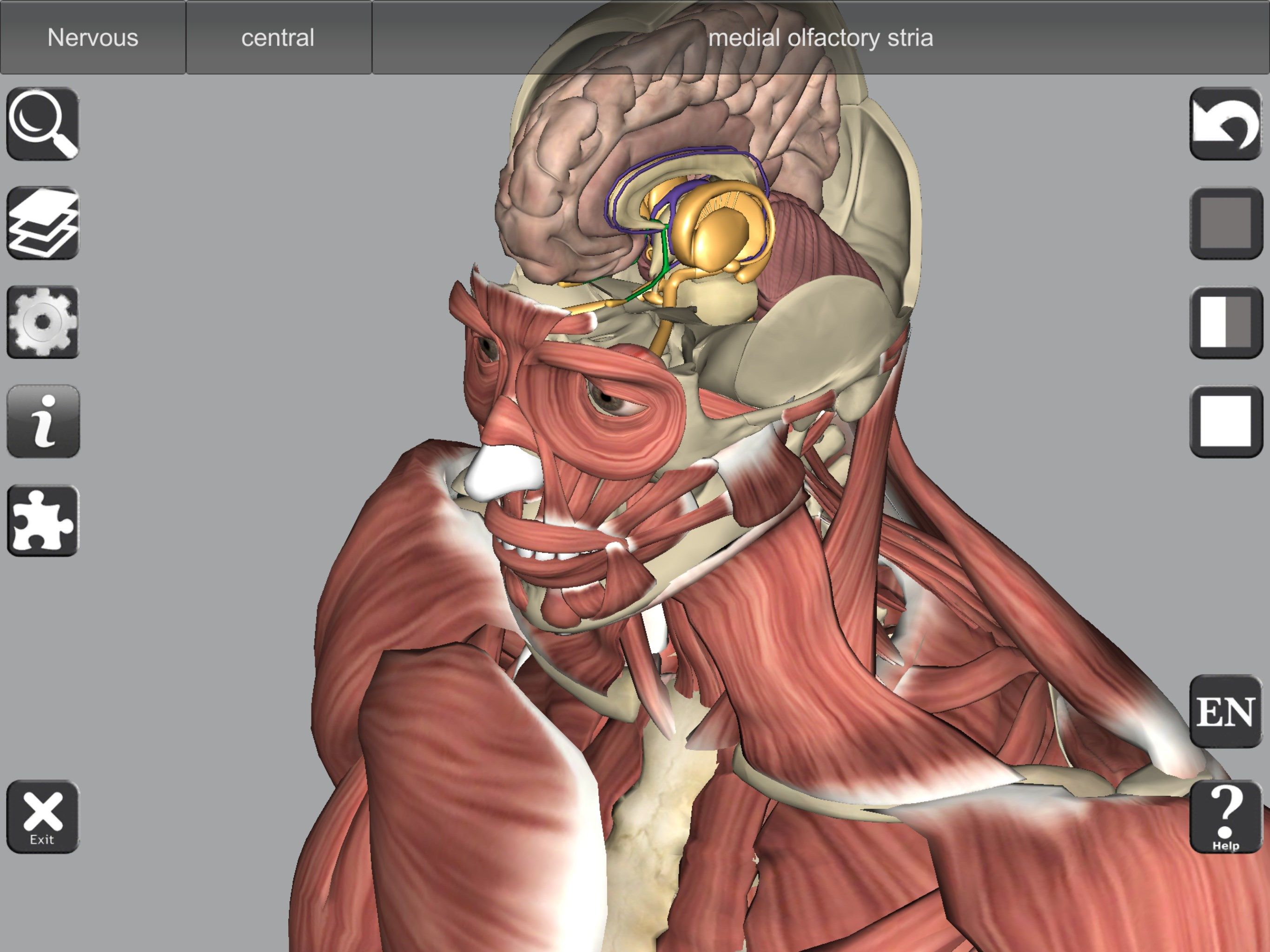 3D organs include a detailed brain model