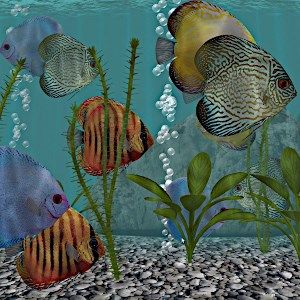 Discus Fish Aquarium Fish Tank