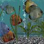 Discus Fish Aquarium Fish Tank