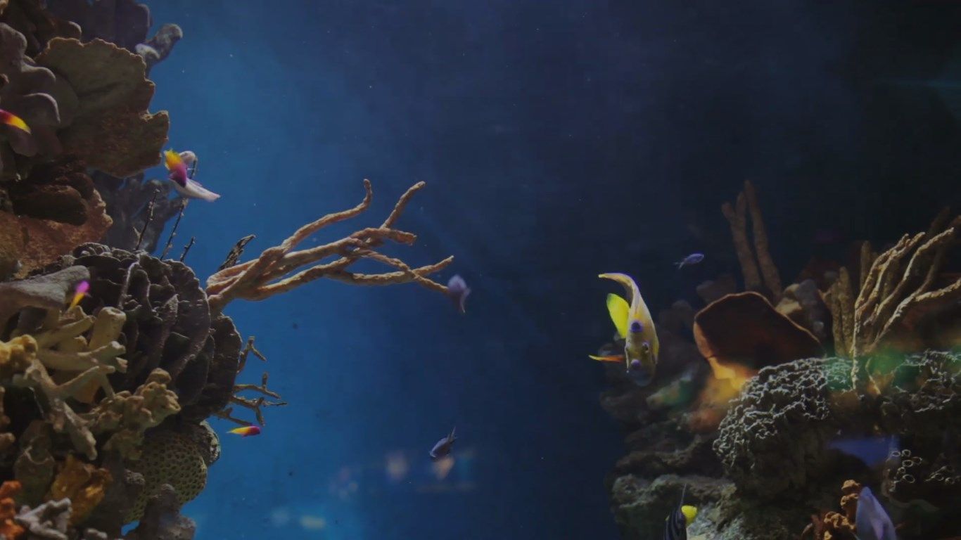 calm Aquarium