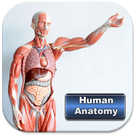 Human Anatomy - Free