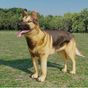 3DHoloDog