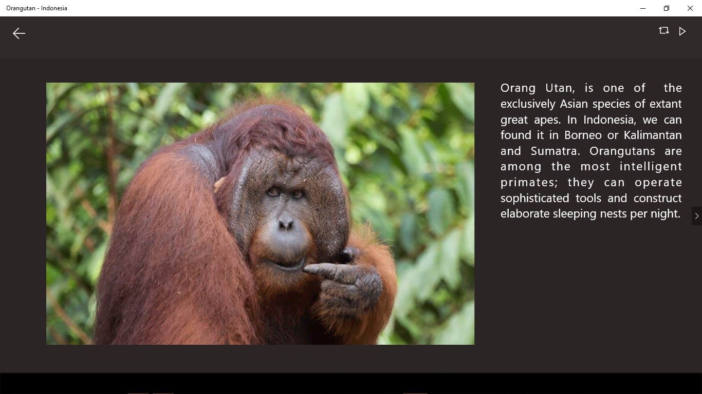 One of menu review of Orangutan, facilitate with the description also. Therefore, The users can view the image and read the description written on it.