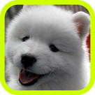Cute Puppies!!! Adorable Puppy Pics and Wallpaper Pictures! Best Collection of FREE Pics with 3d Little Dogs in the World! A Great Pro Games App for Kids & Adults!