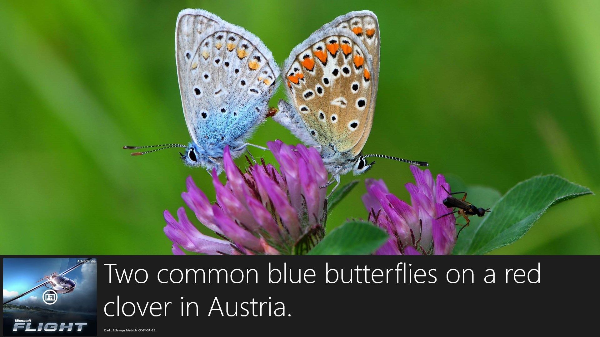 Amazing butterflies from all over the world!