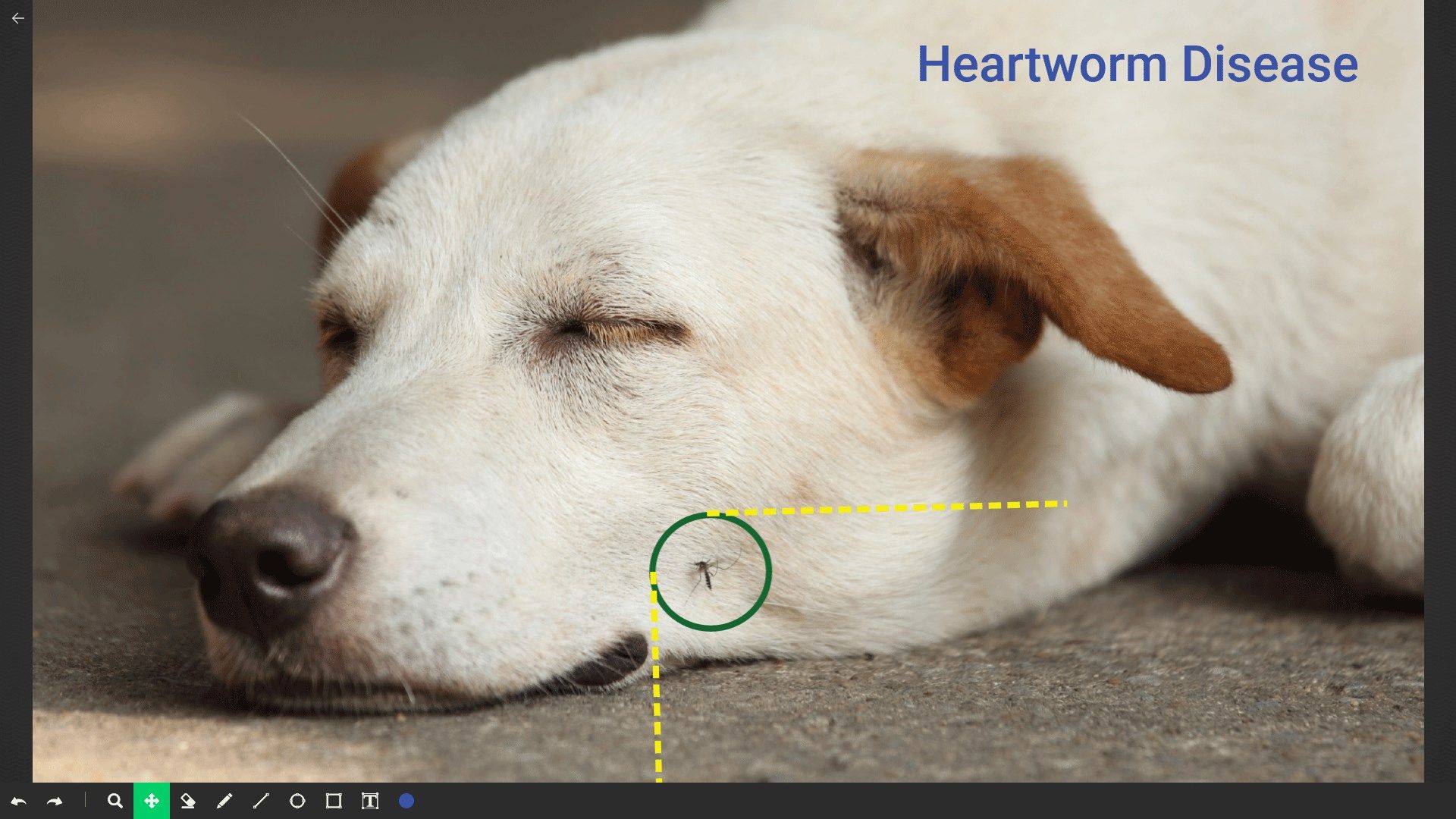 All images can be drawn on, annotated, and saved to your pet owner's file.
