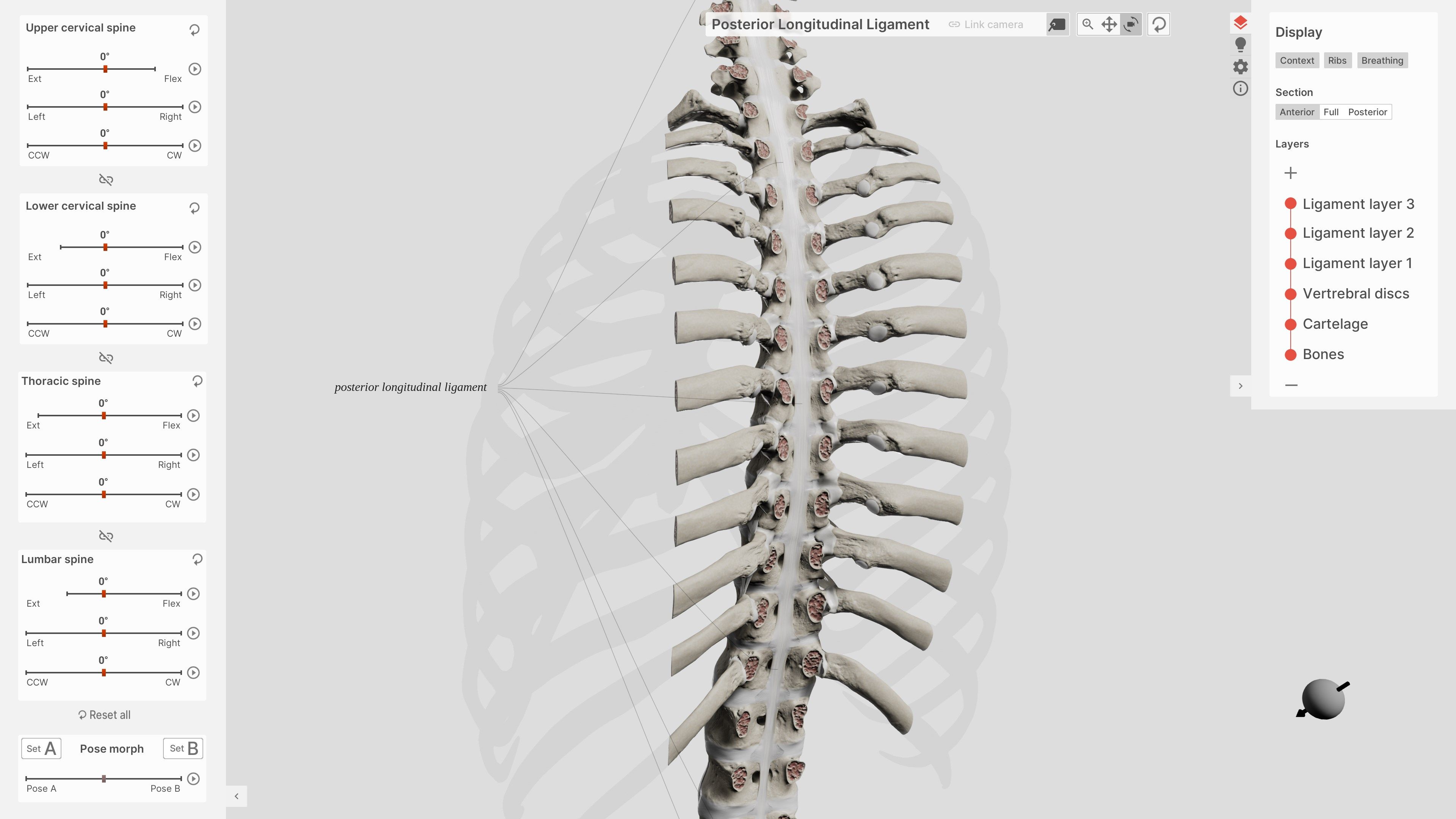 Biomechanics of the Spine