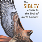 The Sibley eGuide to Birds of North America