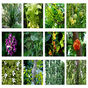 8 medical plants