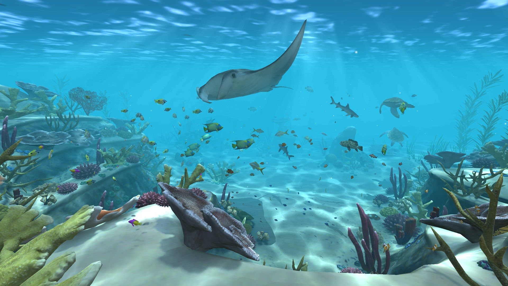 Awesome tropical reef, with Sharks, Manta Rays and Giant Turtles!