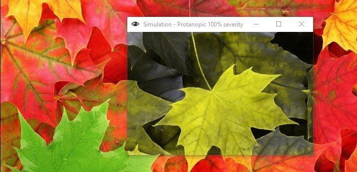 Simulation of Protanope colour vision on Autumn leaves