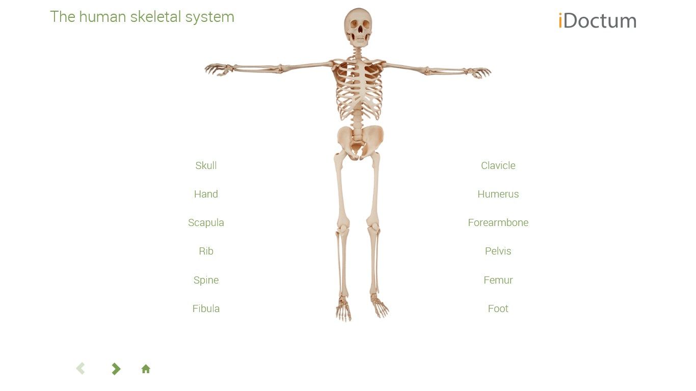 Biology - The human body