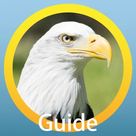 Guide For Birds of North America