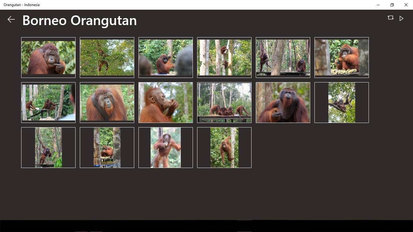 Borneo Orangutan Gallery, consits with several pictures of Orangutan.