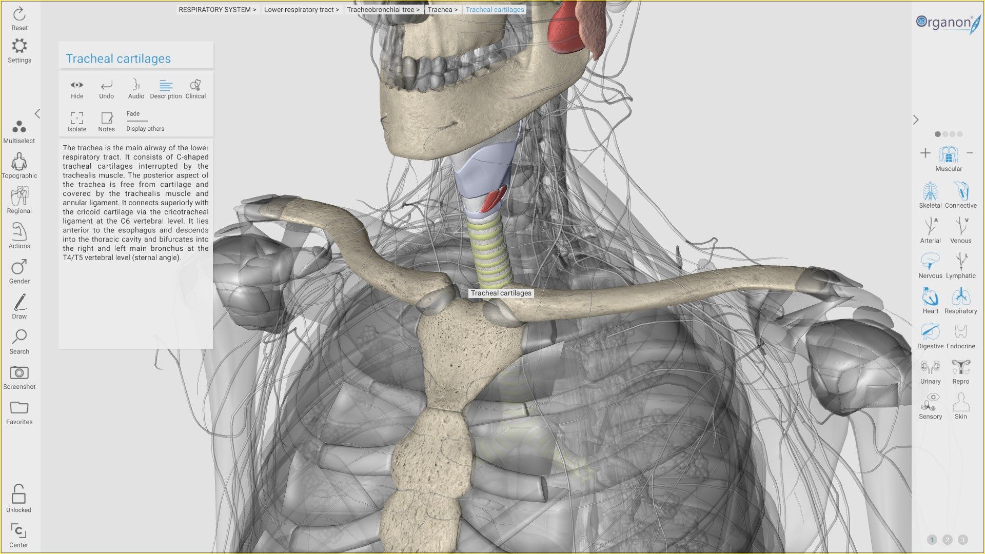 3D Organon Anatomy