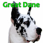 Great Dane